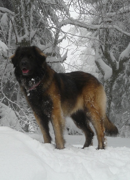 Dixy de la source des Laurentides